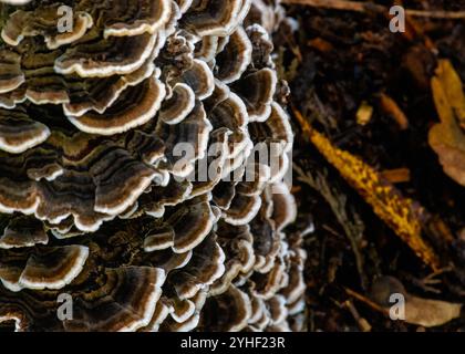 Gros plan du champignon Coriolus versicolor (champignons de queue de dinde) montrant son motif ondulé en couches avec de riches couleurs brunes et crème, connu pour sa santé Banque D'Images