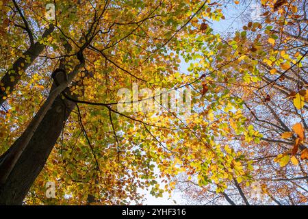 Hêtres montrant leurs couleurs d'automne jaune vif dans une forêt du Worcestershire, en Angleterre. Banque D'Images