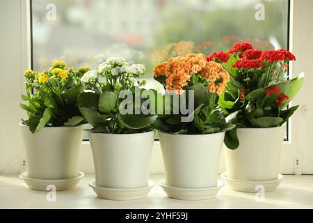 Différentes belles fleurs de kalanchoe dans des pots sur le rebord de la fenêtre Banque D'Images