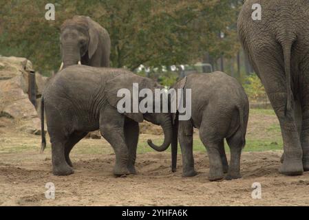 Adorable Bond : deux éléphants bébés jouant et Cuddling Banque D'Images