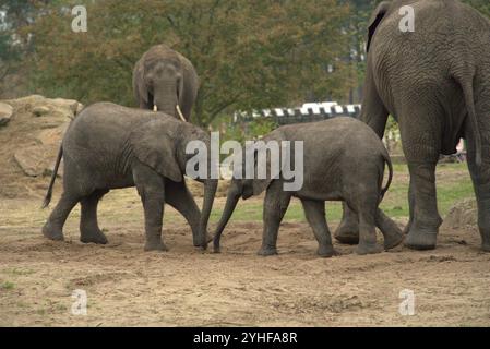 Adorable Bond : deux éléphants bébés jouant et Cuddling Banque D'Images