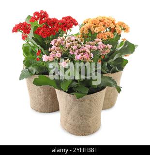 Belles fleurs de kalanchoe dans des pots isolés sur blanc Banque D'Images