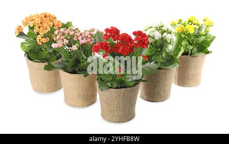 Belles fleurs de kalanchoe dans des pots isolés sur blanc Banque D'Images