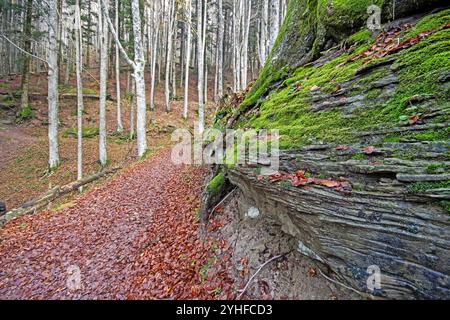 Automne à Foreste Casentinesi Monte Falterona e Campigna National Park, Toscane, Italie Banque D'Images