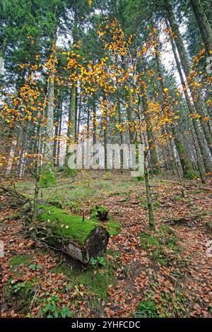 Automne à Foreste Casentinesi Monte Falterona e Campigna National Park, Toscane, Italie Banque D'Images