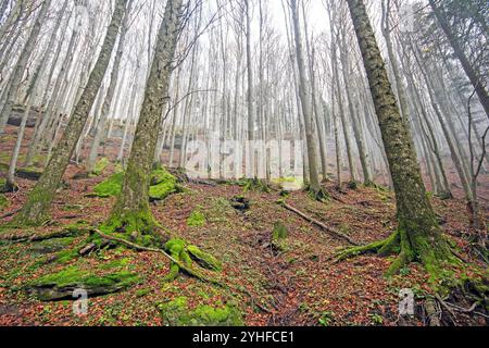 Automne à Foreste Casentinesi Monte Falterona e Campigna National Park, Toscane, Italie Banque D'Images