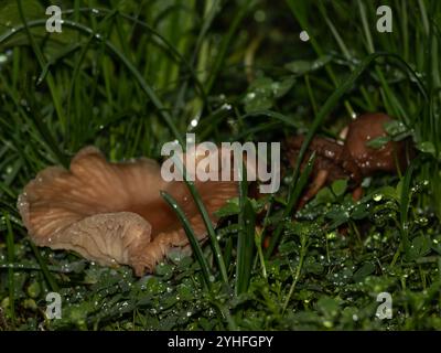 Champignons nichés dans l'herbe rosée, capturés dans un cadre naturel et serein Banque D'Images