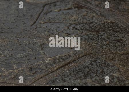 Prise de vue macro capturant la texture détaillée et les motifs d'une surface mouillée, mettant en évidence les effets chatoyants de l'eau sur la pierre rugueuse et irrégulière Banque D'Images