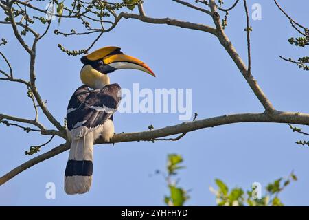 Grand bec de corne (Buceros bicornis), perché dans un arbre, parc national Jim Corbett, Uttarakhand, Inde. Banque D'Images