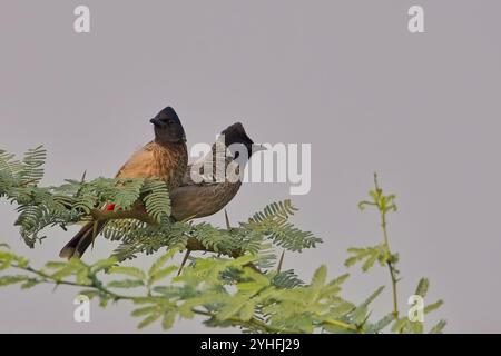 Bulbuls à ventilation rouge (Pycnonotus cafer) dans un acacia, parc national de Sultanpur, Dehli, Inde. Banque D'Images