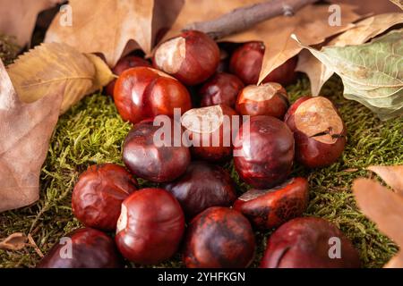 feuilles sèches avec les châtaignes tombées des arbres sur la mousse Banque D'Images