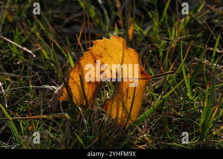 Une feuille orange rétroéclairée par le soleil brille à travers pris dans les brins de l'herbe verte se leva avec un morceau manquant en raison de l'insecte se nourrissant sur la feuille. Banque D'Images