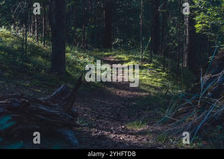 Une forêt ensoleillée avec de grands pins projetant de longues ombres sur le sol, créant une atmosphère sereine et paisible dans un cadre boisé naturel Banque D'Images