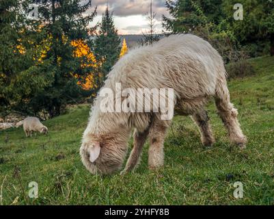 Un mouton paissant paisiblement dans Green Pasture. L'image capture la tranquillité et la simplicité de la vie agricole dans un cadre rural. Banque D'Images