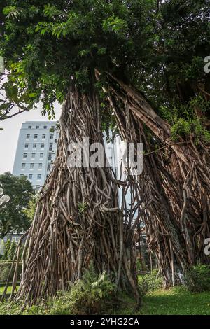 Imposants arbres banian avec des racines aériennes complexes dans un parc de la ville, juxtaposés à un bâtiment moderne en arrière-plan. Banque D'Images