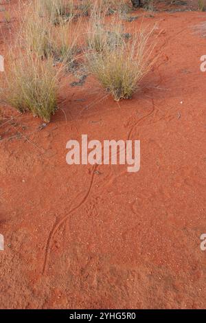 Traces d'animaux en zig-zag dans le sable rouge, parc national de Currawinya, Queensland, Queensland, Queensland, Queensland, Australie Banque D'Images