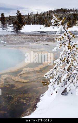 Une épicéa est couverte de givre par la vapeur gelée d'une source chaude voisine dans Biscuit Basin du parc national de Yellowstone, Wyoming. Banque D'Images