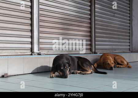 Deux chiens errants, l'un noir et l'autre bronzé, gisent sur un sol carrelé à côté d'un volet métallique fermé, représentant la vie animale urbaine. Banque D'Images