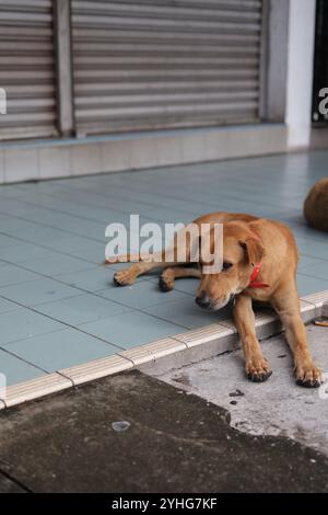 Un chien errant bronzé avec un collier rouge se trouve sur le trottoir de la ville, soulignant la vie animale urbaine et le sort des animaux de la rue. Banque D'Images