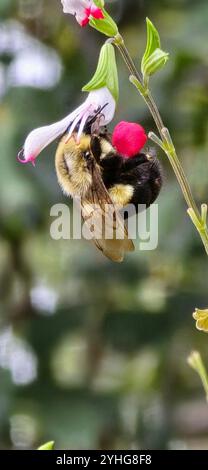 Photos d'insectes faisant ce qu'ils font de mieux! Banque D'Images