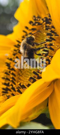 Photos d'insectes faisant ce qu'ils font de mieux! Banque D'Images