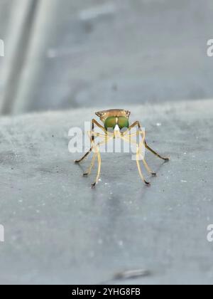 Photos d'insectes faisant ce qu'ils font de mieux! Banque D'Images
