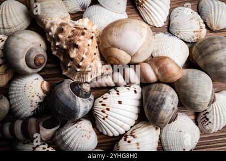 Gros plan détaillé de divers coquillages sur une surface en bois présentant les conceptions complexes de la nature Banque D'Images