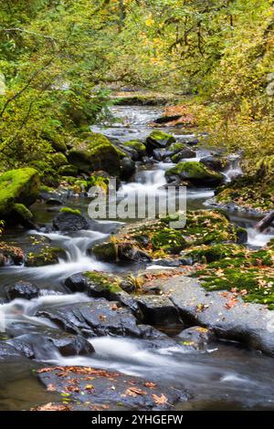 Sweet Creek se précipitant sur de petites cascades à travers une forêt luxuriante ancienne. Forêt nationale de Siuslaw, Oregon Banque D'Images