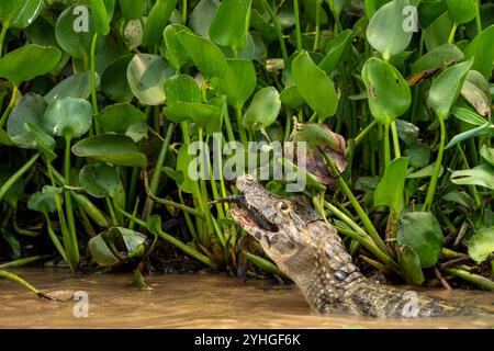 Caiman sur le bord de la rivière avec la capture de poissons dans la bouche Pantanal Brésil. Banque D'Images