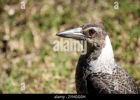 Gros plan d'une jeune Magpie australienne Banque D'Images