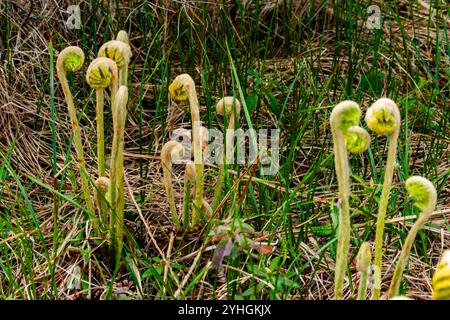 Un gros plan des fougères fiddlehead qui se déploient dans la nature, capturant les premiers stades de croissance et la végétation luxuriante d'un sol forestier au printemps. Banque D'Images