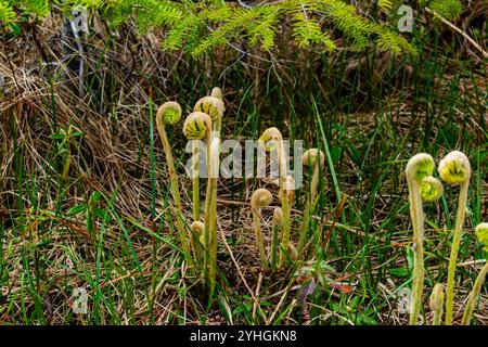 Les fougères Fiddlehead émergent du sol de la forêt, leurs frondes étroitement enroulées se déployant dans la nature, symbolisant la croissance fraîche et vibrante du printemps dans n Banque D'Images