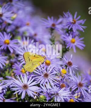 Papillon de soufre orange se nourrissant de fleurs violettes d'aster dans le jardin d'automne. Banque D'Images