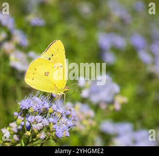 Papillon de soufre orange se nourrissant de Greggs Mistflower dans le jardin d'automne. Copier l'espace. Banque D'Images