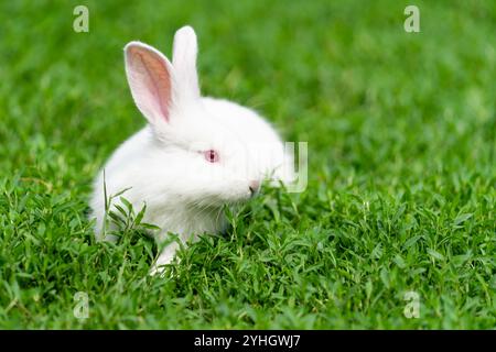 Lapin blanc, albinos aux yeux rouges, est assis dans l'herbe. Photo de haute qualité Banque D'Images