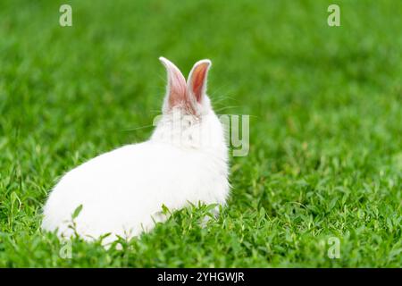 Lapin blanc, albinos, est assis dans l'herbe avec le dos. Photo de haute qualité Banque D'Images