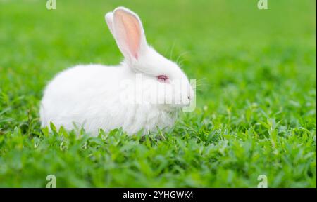 Lapin blanc, albinos aux yeux rouges, est assis dans l'herbe. Photo de haute qualité Banque D'Images