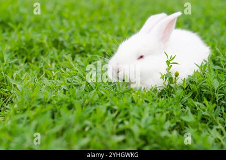 Lapin blanc, albinos aux yeux rouges, est assis dans l'herbe. Photo de haute qualité Banque D'Images