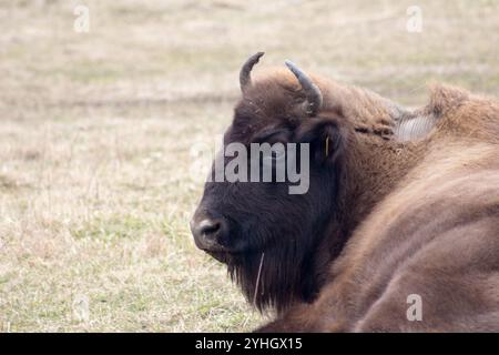 Gros plan d'un bison d'Europe au repos, ou d'un sage, allongé sur un champ herbeux avec les yeux doucement fermés, mettant en valeur ses cornes majestueuses et son épais manteau. Banque D'Images