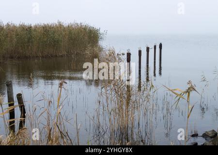 Une scène tranquille de novembre à Ueckermünde, avec des poteaux en bois altérés et des roseaux se reflétant doucement sur les eaux calmes. Banque D'Images