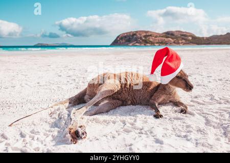 Petit kangourou allongé sur la plage de sable blanc de Lucky Bay, portant un chapeau de Père Noël. Les rochers et la terre sont visibles au loin. Esperance. Banque D'Images