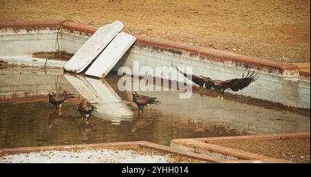 Beaucoup d'oiseaux cerfs-volants noirs - Milvus migrans - oiseau assis près de la piscine d'eau et de l'eau potable. New Delhi, Delhi, Inde. Colombes sur le tombeau de Humayun Banque D'Images