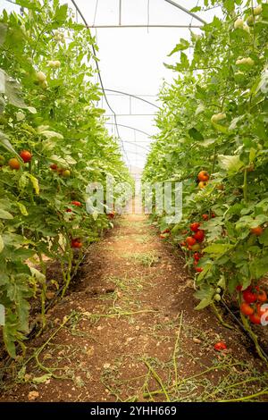 Ruelle entre deux murs ou grappe de tomates (Solanum lycopersicum) dans une maison verte lumineuse Banque D'Images