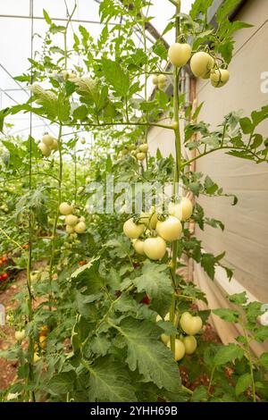 Gros plan vertical d'une grappe de tomates blanches non mûres (Solanum lycopersicum) dans la Maison verte Banque D'Images