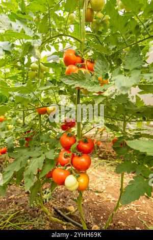 Gros plan d'une grappe de tomates rouges mûres (Solanum lycopersicum) dans la Maison verte Banque D'Images