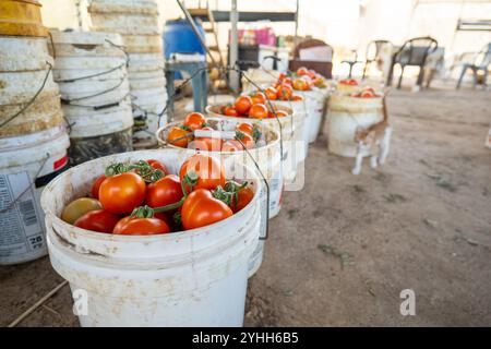 Tulkarm, Palestine – 18 juillet 2023 : chaton blanc et beige marche devant un tas de grands seaux blancs remplis de grosses tomates rouges Banque D'Images