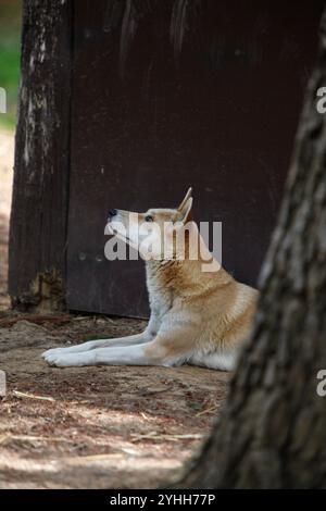 Dingo en Australie regardant vers le haut Banque D'Images