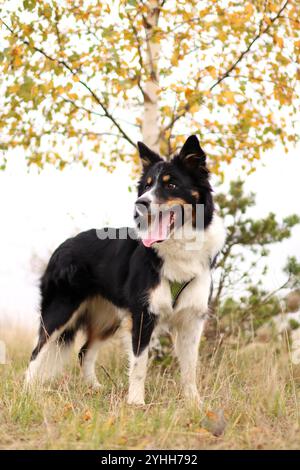 border collie se trouve sous un arbre dans de hautes herbes. c'est l'automne et les feuilles de l'arbre sont jaunes Banque D'Images