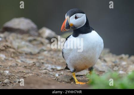 Île Skomer des macareux de l'Atlantique. ROYAUME-UNI Banque D'Images