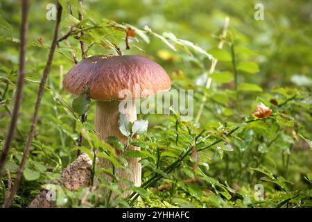 Champignon cèp sauvage poussant dans une forêt verdoyante entourée de plantes feuillues, capturant l'essence de la diversité de la nature et la beauté de la région forestière ec Banque D'Images